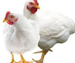 فروش و پرورش عمده مرغ گوشتی - سپید طیوران - طیور