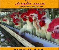 توزیع مرغ تخمگذار صنعتی ، فروش مرغ تخمگذار