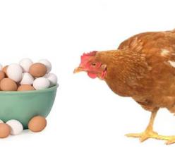 هزینه های پرورش مرغ گوشتی - فروش جوجه مرغ گوشتی - طیور