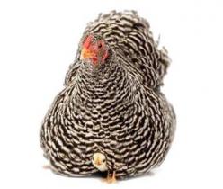 فروش مرغ پلیموت راک تخمگذار - طیور