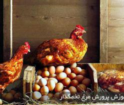 فروش مرغ تخم گذار محلی چهار ماهه گلپایگانی - طیور