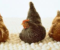 فروش مرغ بومی تخم گذار 5 و نیم ماهه
