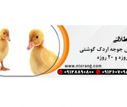 خرید و فروش جوجه اردک و اردک تخم گذار - طیور