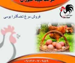 قیمت مرغ گوشتی - قیمت مرغ بومی تخمگذار - طیور 