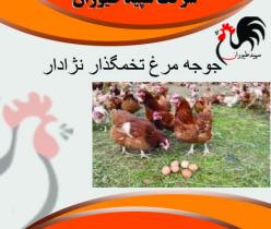 قیمت و خرید فروش مرغ تخمگذار 4 ماهه - محلی